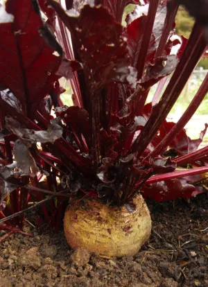OSC Bull’s Blood Beet Seeds - Packet